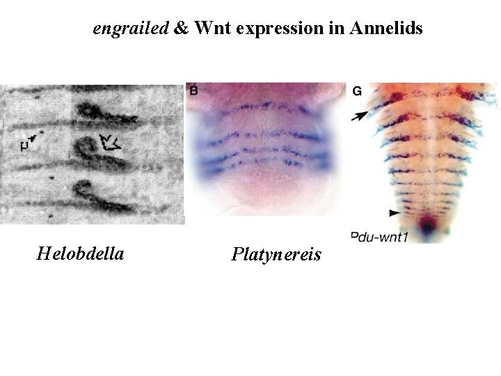 engrailed & Wnt expression in Annelids Helobdella Platynereis 