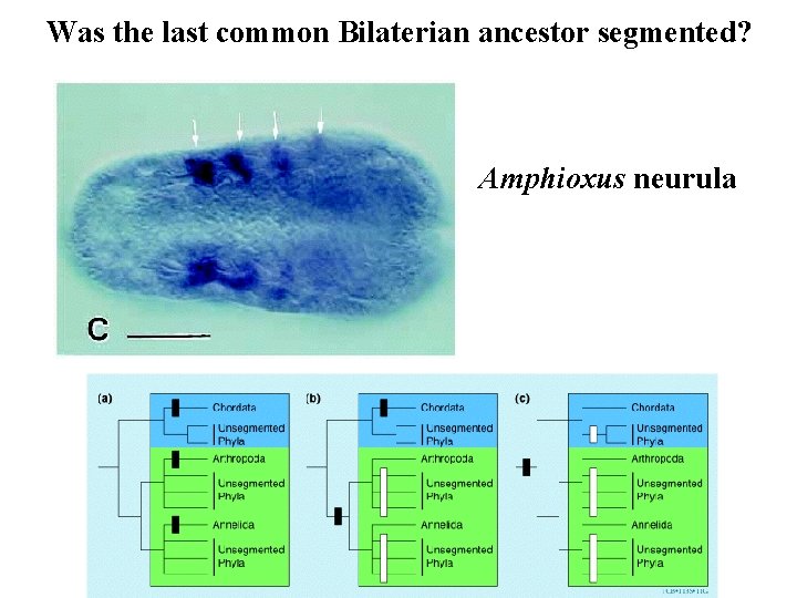 Was the last common Bilaterian ancestor segmented? Amphioxus neurula 