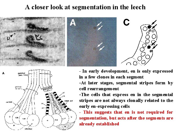 A closer look at segmentation in the leech - In early development, en is