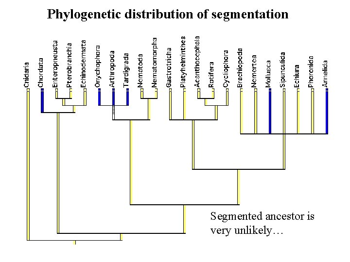 Phylogenetic distribution of segmentation Segmented ancestor is very unlikely… 