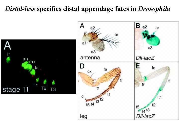 Distal-less specifies distal appendage fates in Drosophila 