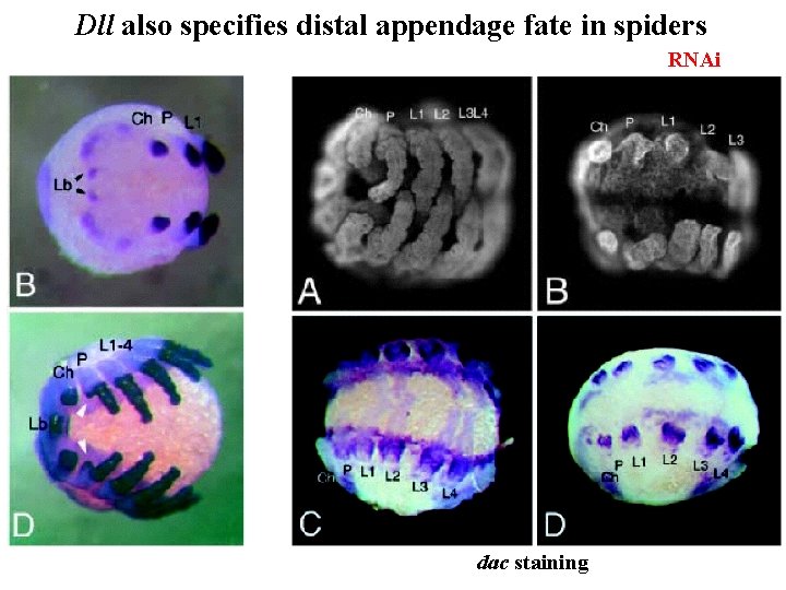 Dll also specifies distal appendage fate in spiders RNAi dac staining 