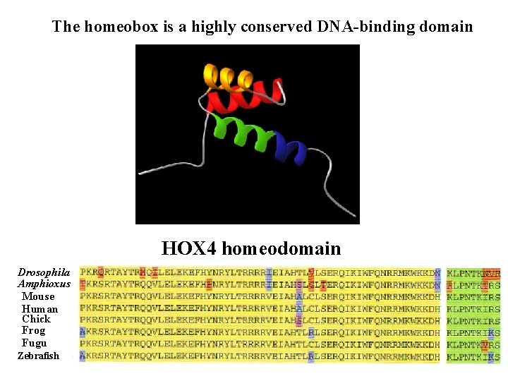 The homeobox is a highly conserved DNA-binding domain HOX 4 homeodomain Drosophila Amphioxus Mouse