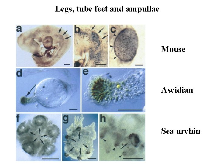 Legs, tube feet and ampullae Mouse Ascidian Sea urchin 