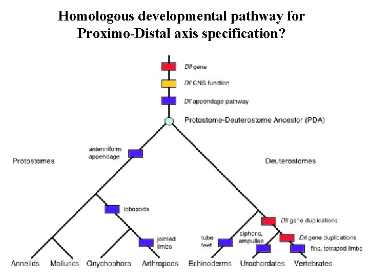 Homologous developmental pathway for Proximo-Distal axis specification? 