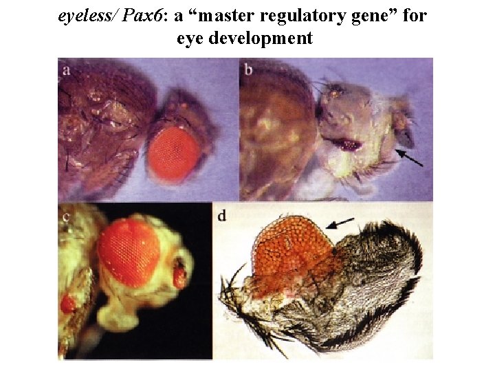 eyeless/ Pax 6: a “master regulatory gene” for eye development 