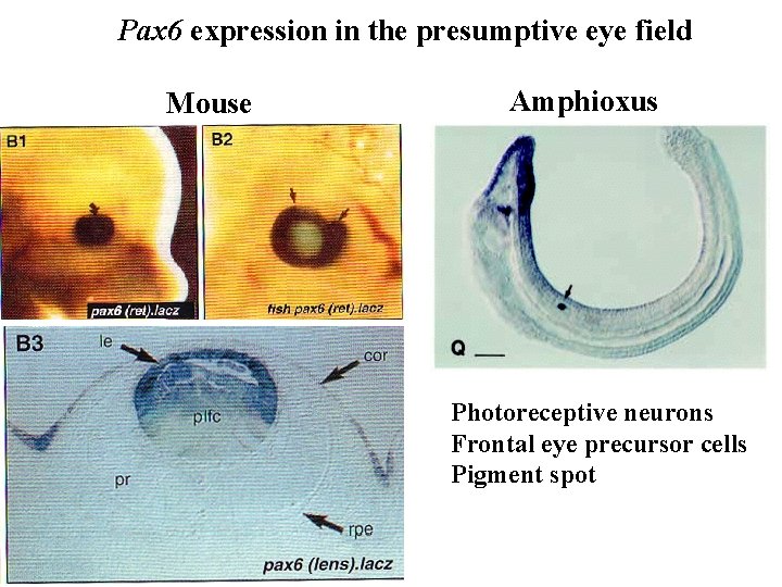 Pax 6 expression in the presumptive eye field Mouse Amphioxus Photoreceptive neurons Frontal eye