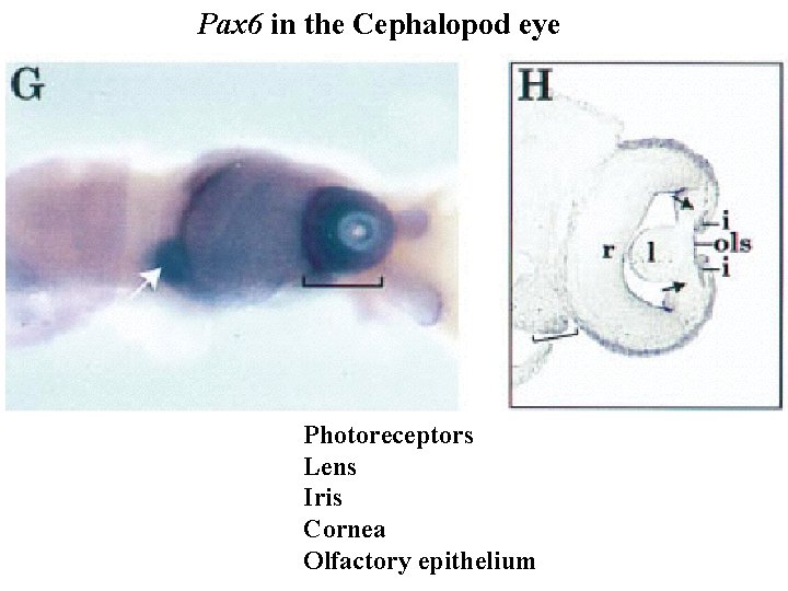 Pax 6 in the Cephalopod eye Photoreceptors Lens Iris Cornea Olfactory epithelium 