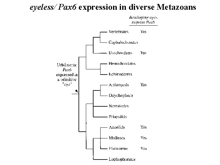 eyeless/ Pax 6 expression in diverse Metazoans 