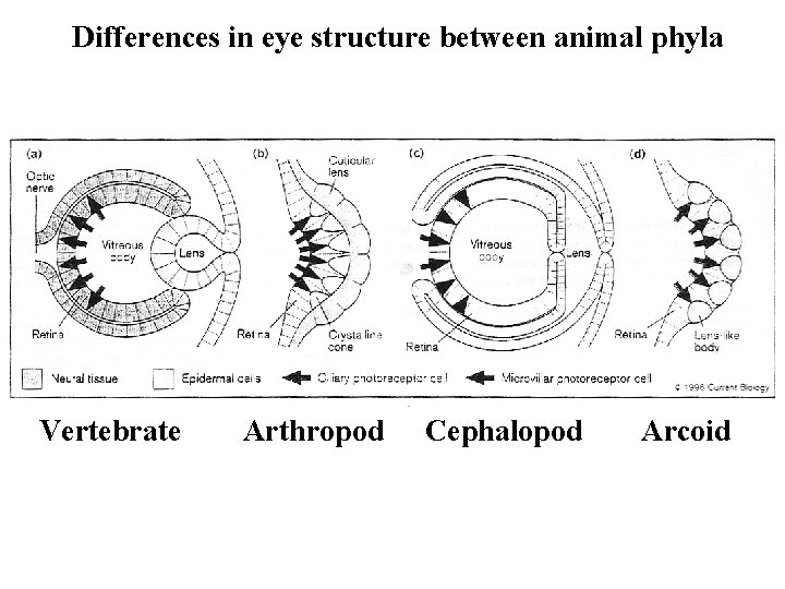 Differences in eye structure between animal phyla Vertebrate Arthropod Cephalopod Arcoid 