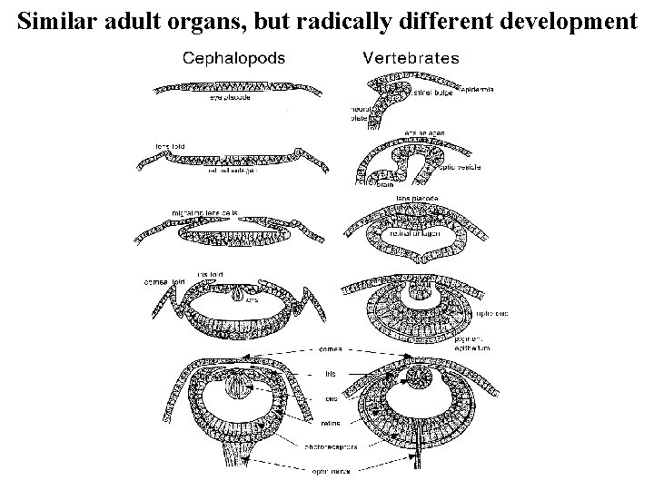 Similar adult organs, but radically different development 