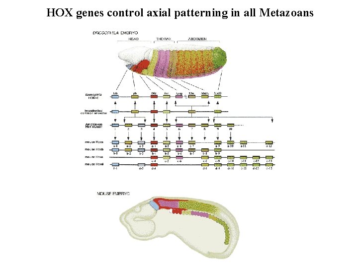 HOX genes control axial patterning in all Metazoans 