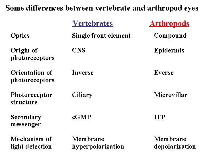 Some differences between vertebrate and arthropod eyes Vertebrates Arthropods Optics Single front element Compound