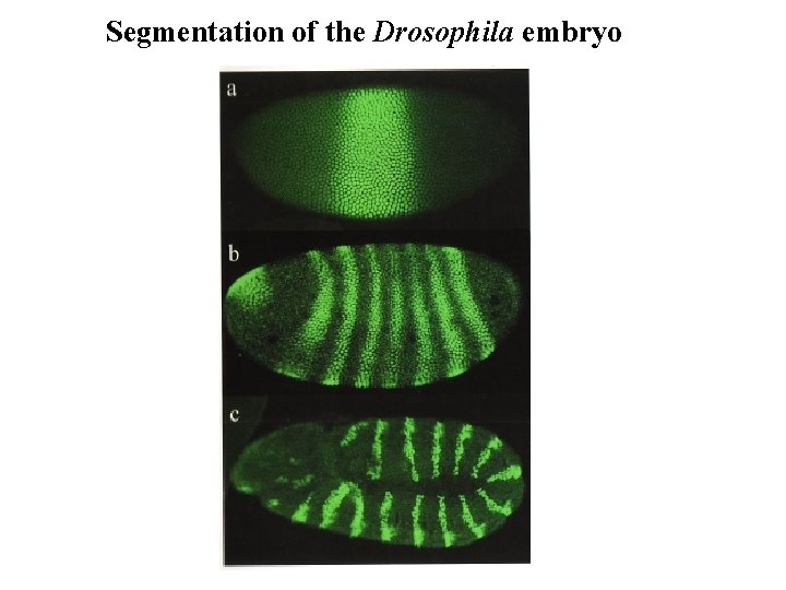 Segmentation of the Drosophila embryo 