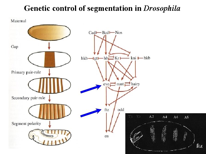 Genetic control of segmentation in Drosophila 