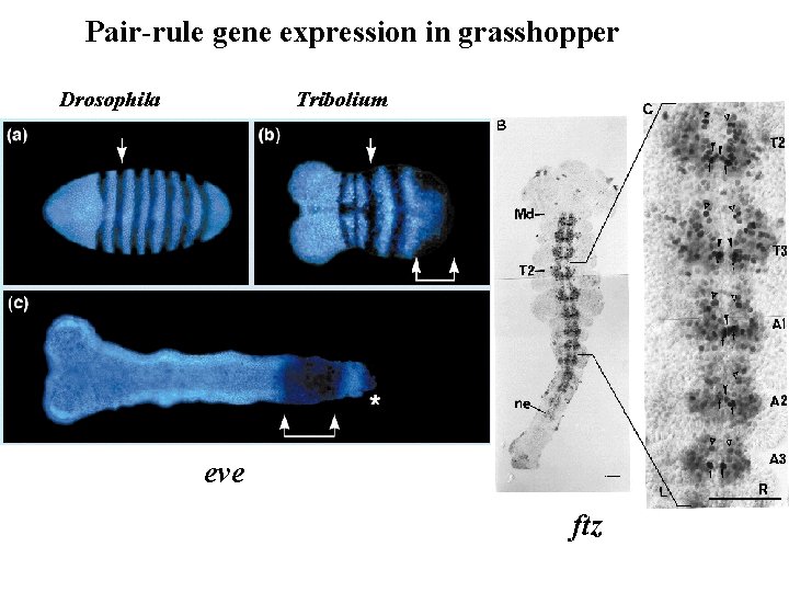 Pair-rule gene expression in grasshopper Drosophila Tribolium eve ftz 