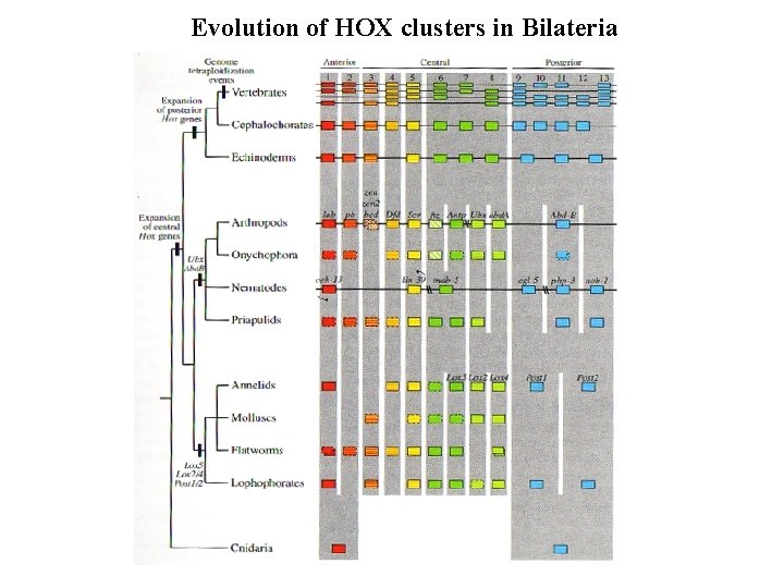 Evolution of HOX clusters in Bilateria 
