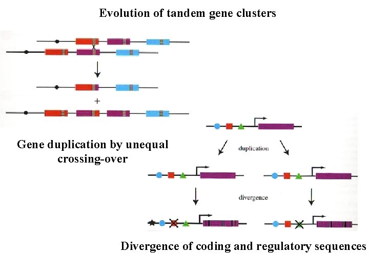Evolution of tandem gene clusters Gene duplication by unequal crossing-over Divergence of coding and
