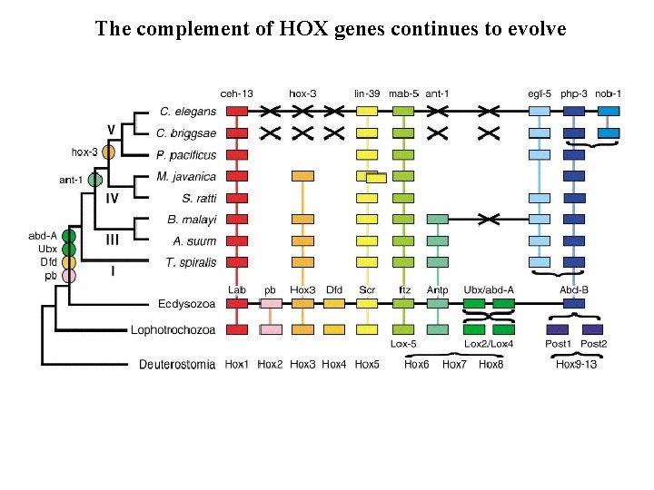 The complement of HOX genes continues to evolve 