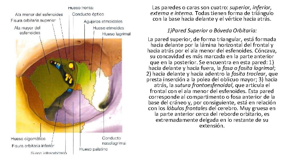 Las paredes o caras son cuatro: superior, inferior, externa e interna. Todas tienen forma