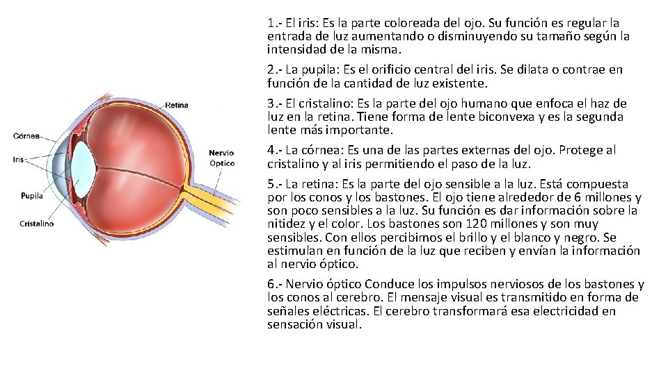 1. - El iris: Es la parte coloreada del ojo. Su función es regular