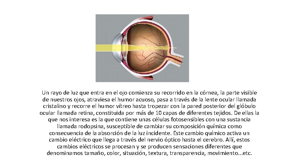 Un rayo de luz que entra en el ojo comienza su recorrido en la