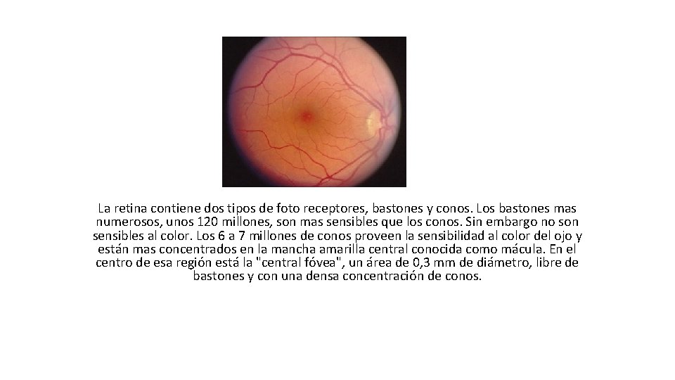 La retina contiene dos tipos de foto receptores, bastones y conos. Los bastones mas