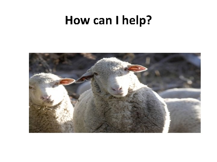 How can I help? 
