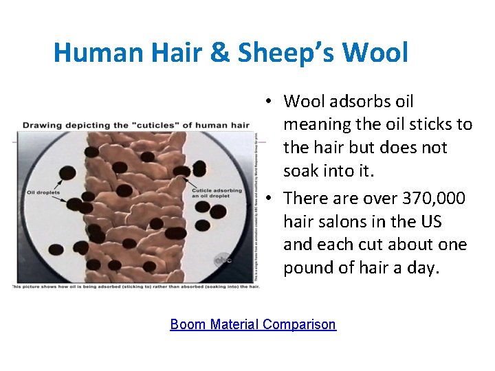 Human Hair & Sheep’s Wool • Wool adsorbs oil meaning the oil sticks to