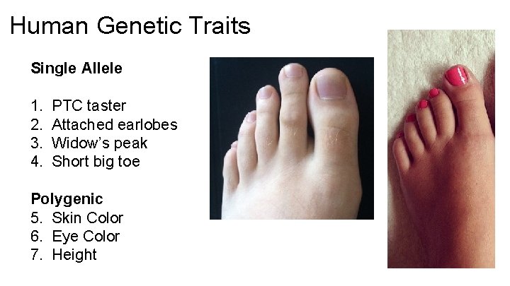 Human Genetic Traits Single Allele 1. PTC taster 2. Attached earlobes 3. Widow’s peak Human Genetic Traits Single Allele 1. PTC taster 2. Attached earlobes 3. Widow’s peak