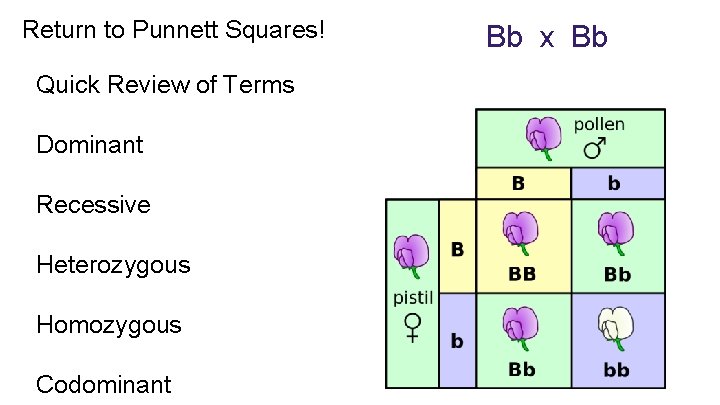 Return to Punnett Squares! Quick Review of Terms Dominant Recessive Heterozygous Homozygous Codominant Bb Return to Punnett Squares! Quick Review of Terms Dominant Recessive Heterozygous Homozygous Codominant Bb