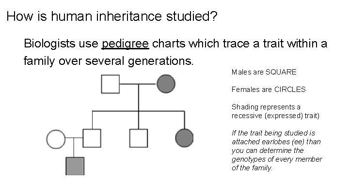 How is human inheritance studied? Biologists use pedigree charts which trace a trait within How is human inheritance studied? Biologists use pedigree charts which trace a trait within