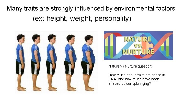 Many traits are strongly influenced by environmental factors (ex: height, weight, personality) Nature vs Many traits are strongly influenced by environmental factors (ex: height, weight, personality) Nature vs