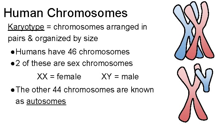 Human Chromosomes Karyotype = chromosomes arranged in pairs & organized by size ●Humans have Human Chromosomes Karyotype = chromosomes arranged in pairs & organized by size ●Humans have