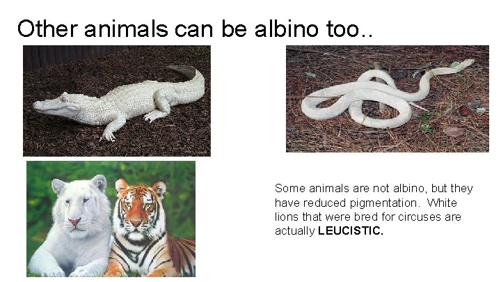 Other animals can be albino too. . Some animals are not albino, but they Other animals can be albino too. . Some animals are not albino, but they