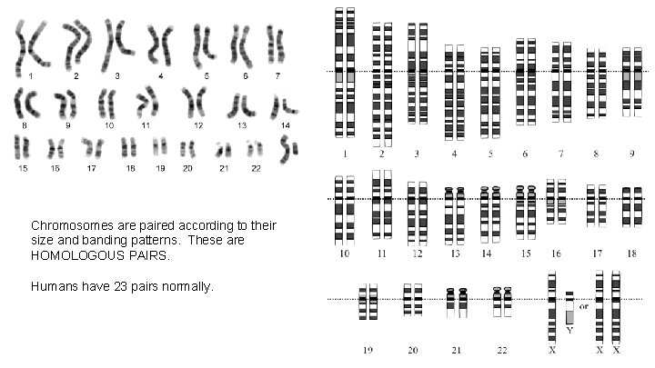 Chromosomes are paired according to their size and banding patterns. These are HOMOLOGOUS PAIRS. Chromosomes are paired according to their size and banding patterns. These are HOMOLOGOUS PAIRS.