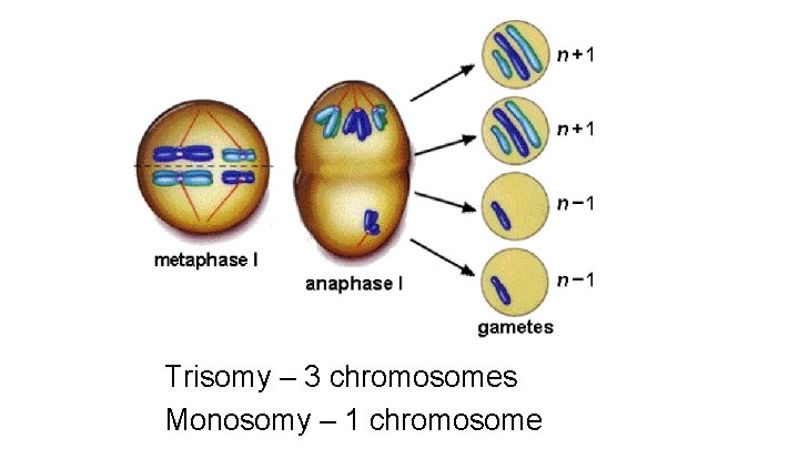 Trisomy – 3 chromosomes Monosomy – 1 chromosome Trisomy – 3 chromosomes Monosomy – 1 chromosome