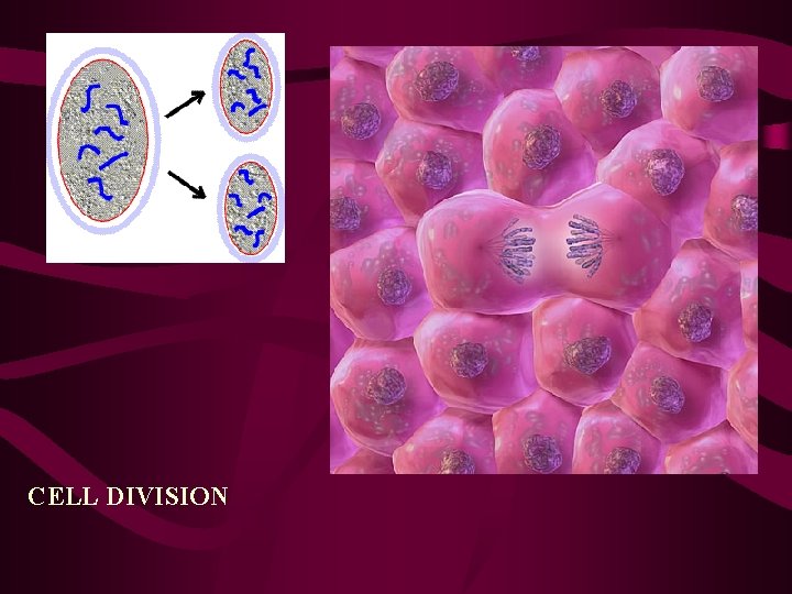 CELL DIVISION CELL DIVISION