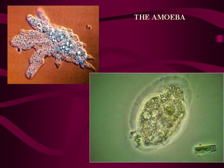 THE AMOEBA THE AMOEBA