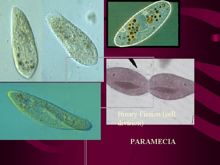 Binary Fission (cell division) PARAMECIA Binary Fission (cell division) PARAMECIA