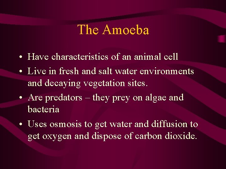 The Amoeba • Have characteristics of an animal cell • Live in fresh and The Amoeba • Have characteristics of an animal cell • Live in fresh and