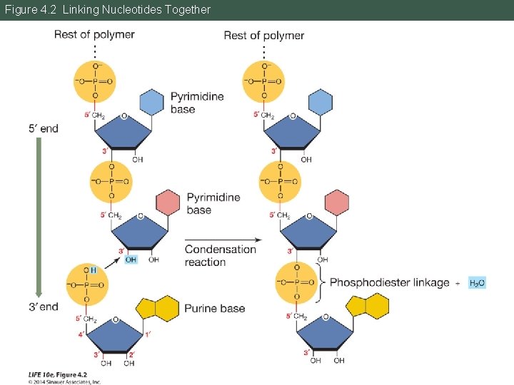 Figure 4. 2 Linking Nucleotides Together 