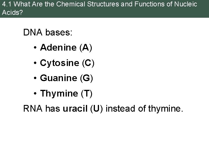 4. 1 What Are the Chemical Structures and Functions of Nucleic Acids? DNA bases: