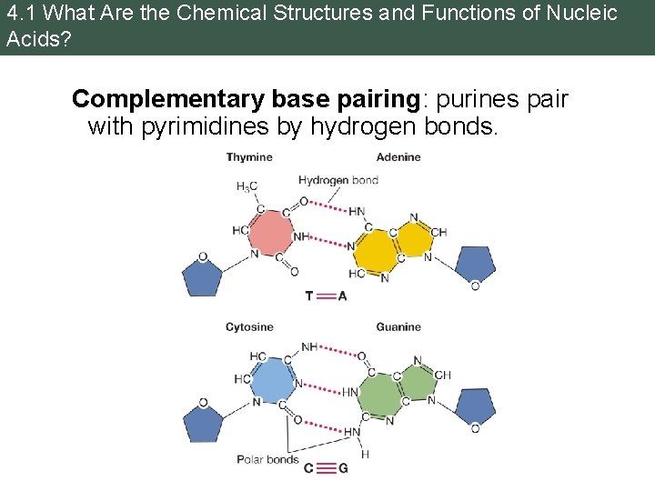 4. 1 What Are the Chemical Structures and Functions of Nucleic Acids? Complementary base