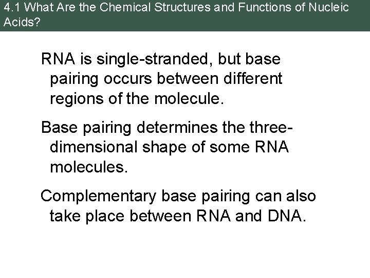 4. 1 What Are the Chemical Structures and Functions of Nucleic Acids? RNA is