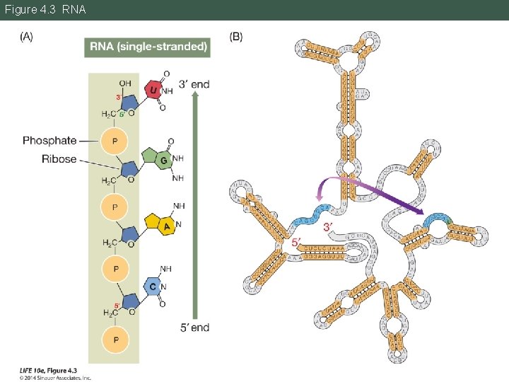 Figure 4. 3 RNA 