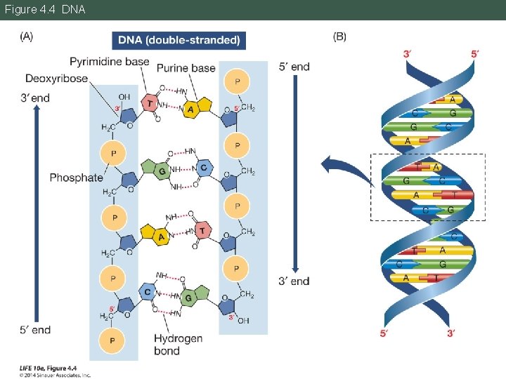Figure 4. 4 DNA 