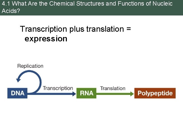 4. 1 What Are the Chemical Structures and Functions of Nucleic Acids? Transcription plus