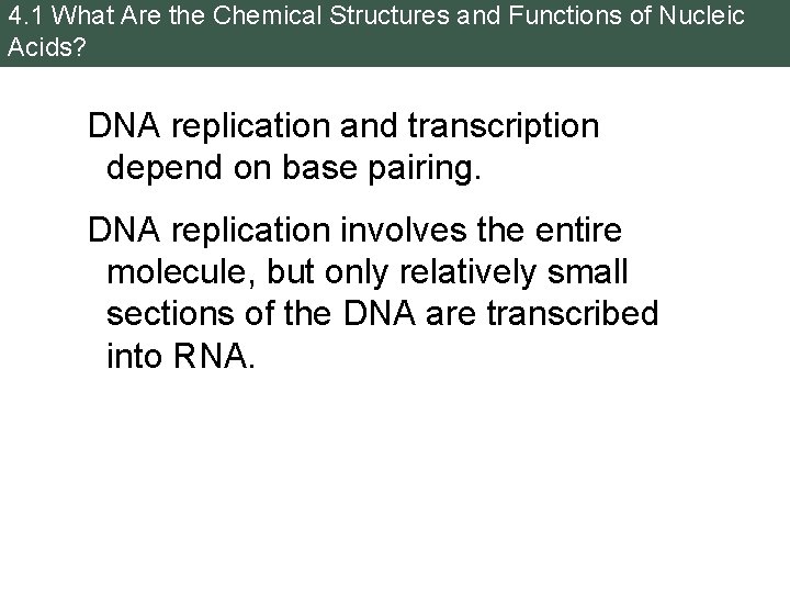 4. 1 What Are the Chemical Structures and Functions of Nucleic Acids? DNA replication