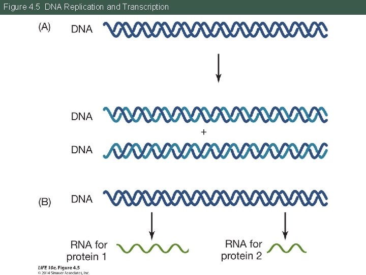 Figure 4. 5 DNA Replication and Transcription 